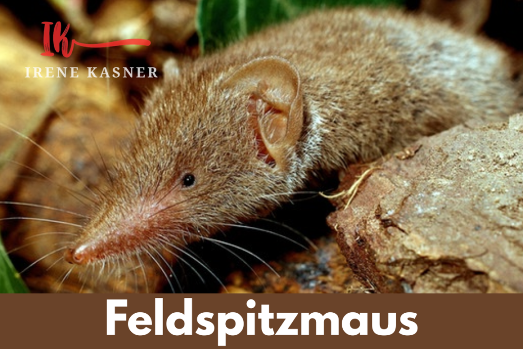 Feldspitzmaus